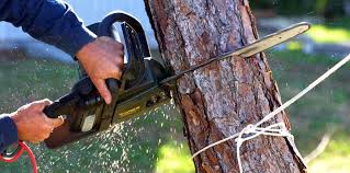 How Our Tree Care Process Works  in  Wisconsin Rapids, WI